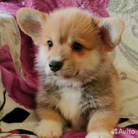 Вельш корги пемброк щенки