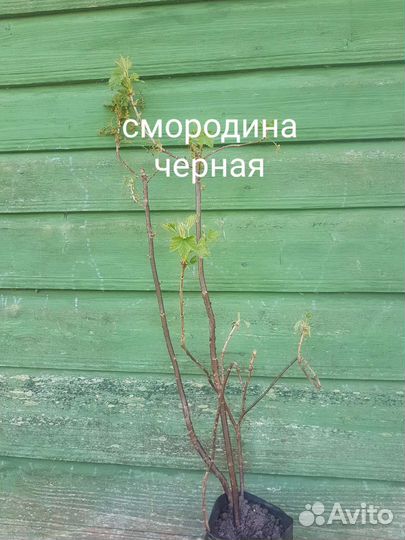 Бруннера сибирская