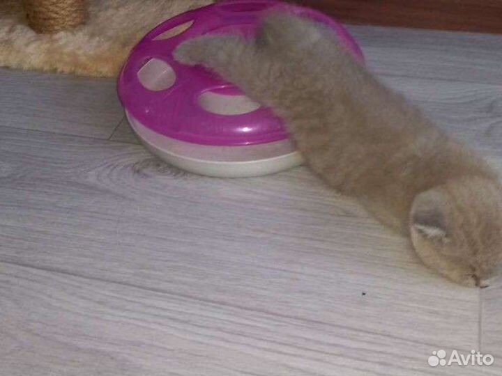 Кошки