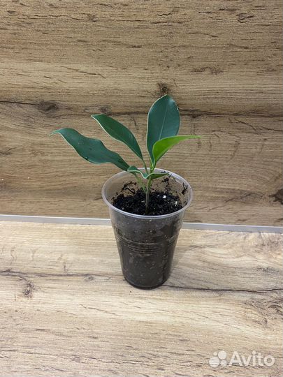 Фикус микрокарпа