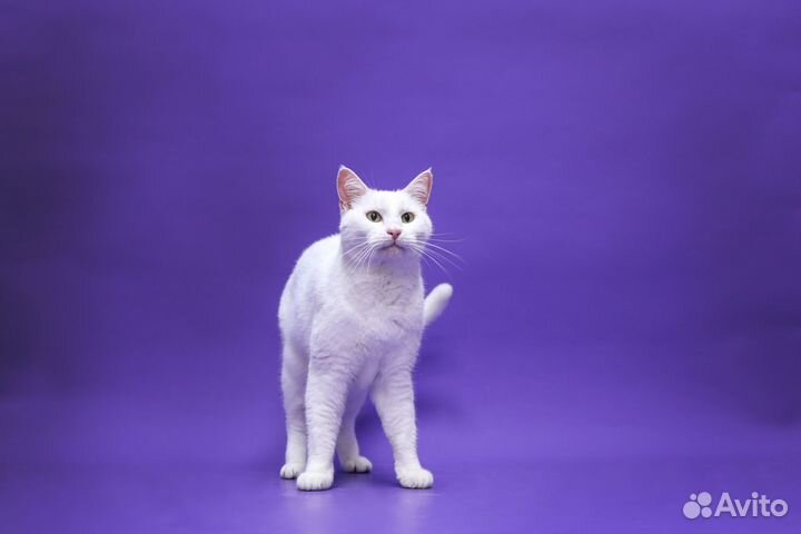 Кот в добрые руки