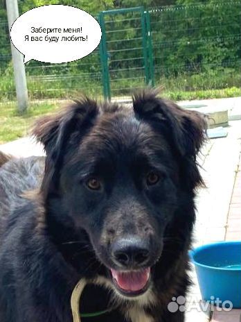 Собака в добрые руки