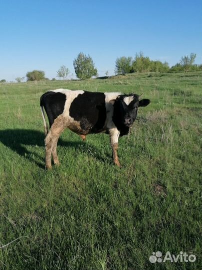 Племенные телята