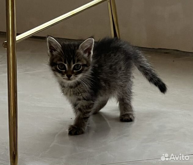 Котята