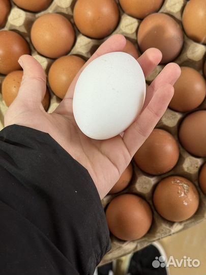 Яйцо куриное оптом
