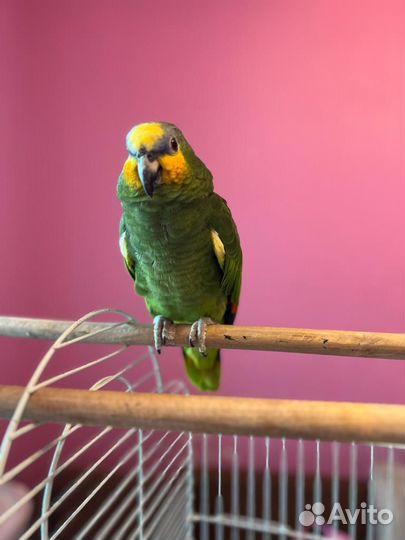 Венесуэльский амазон