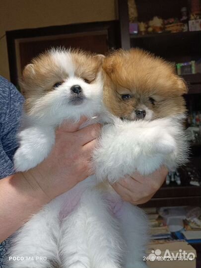 Щенки шпица мини