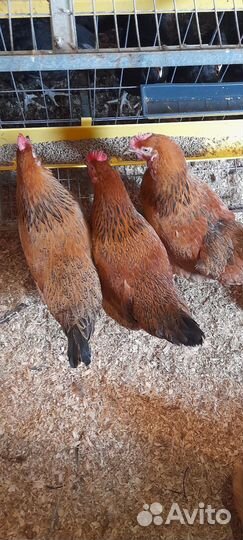 Инкубационное яйцо Кучинская юбилейная