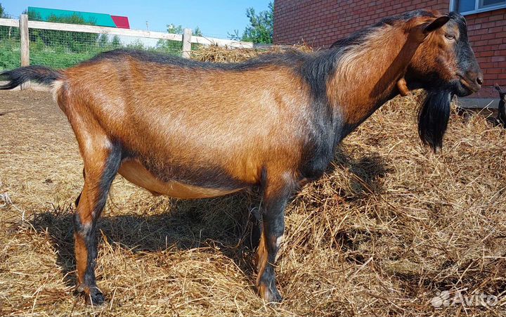 Козлы Альпийские и Нубийские