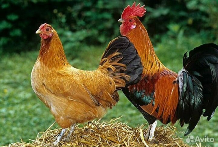 Семья кучинской юбилейной 1+4