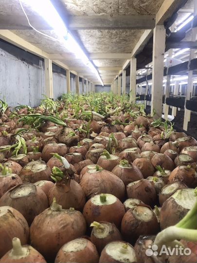 Луковая ферма