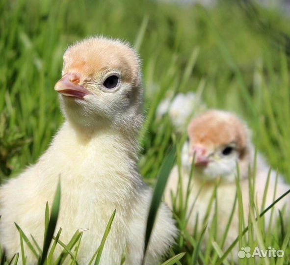 Бройлеры Индюшата Гусята Утята, Муларды