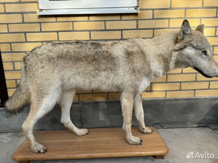 Чучело волка
