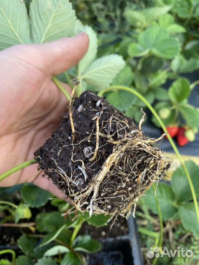 Саженцы земляники садовой (клубника)