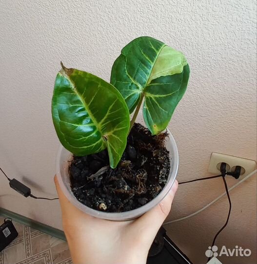 Комнатные цветы