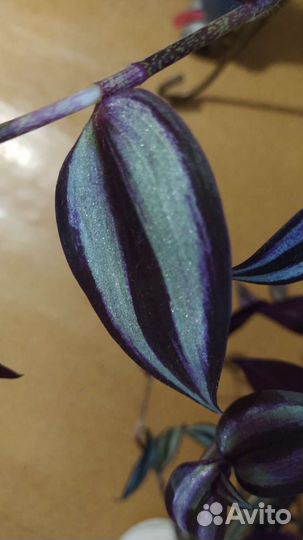 Традесканция Зебрина фиолетовая в горшочках