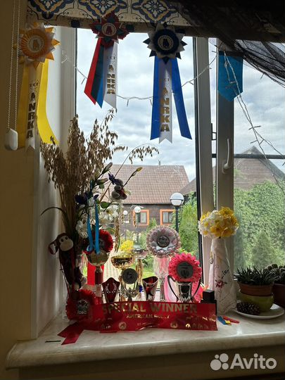 Американский булли вязка