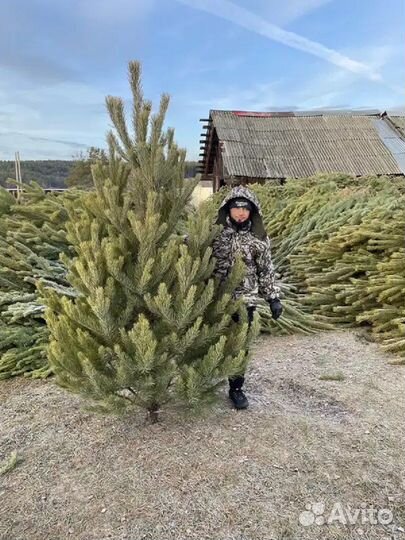 Сосны (елки) живые оптом
