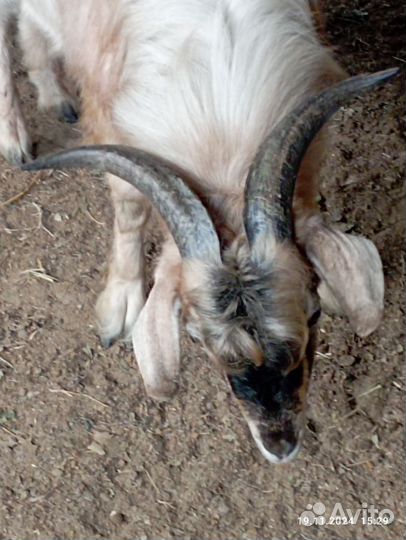 Нубийский козлик обмен