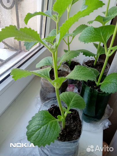 Плектрантус(комнатная мята)