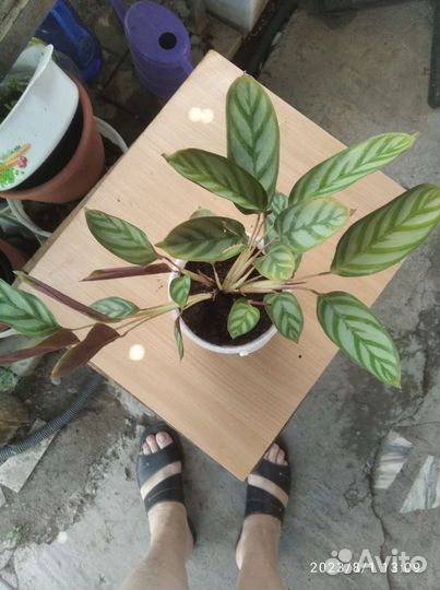 Цветы домашние