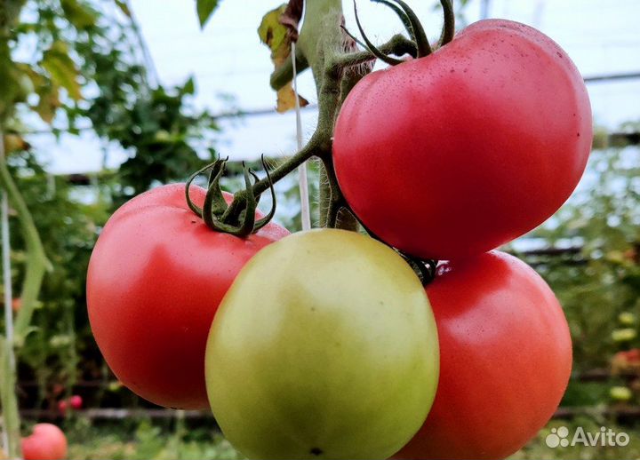 Семена овощей