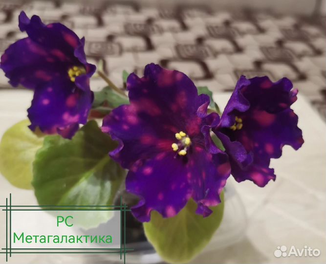 Фиалки,обновлено 10.05