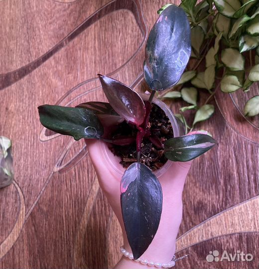 Филодендроны принцессы