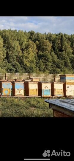 Пчелы улья пасеку