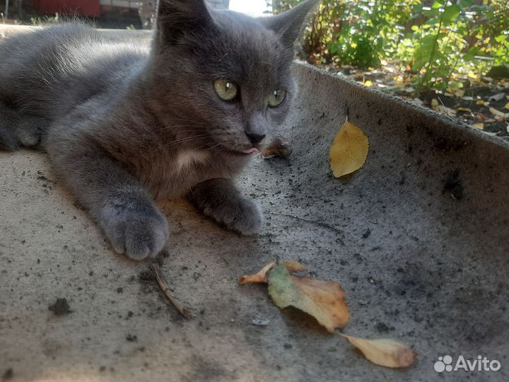 Котёнок в добрые руки