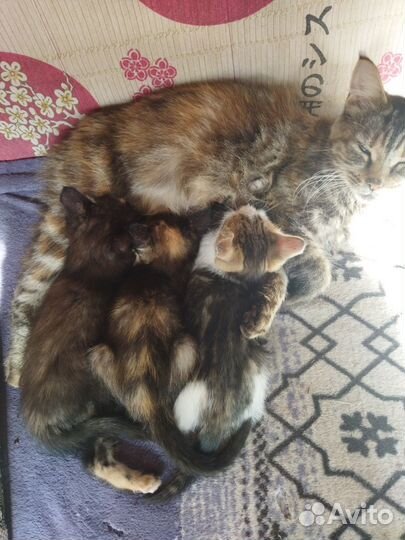 Котятки в добрые руки