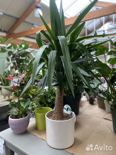 Пальма юкка 140-150 см