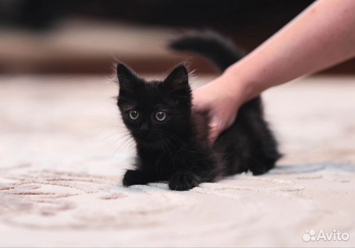 Котята в добрые руки девочка