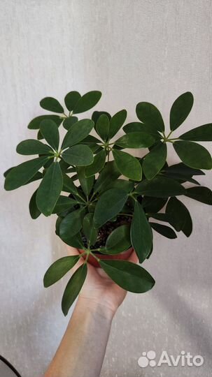 Шефлера комнатные цветы