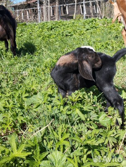 Англо нубийские козочки
