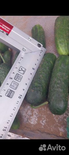 Огурцы оптом 6-12