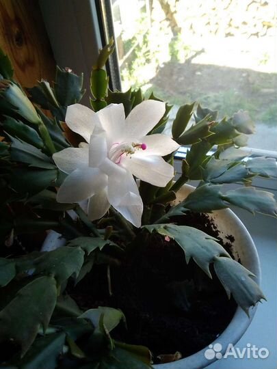 Цветок декабрист