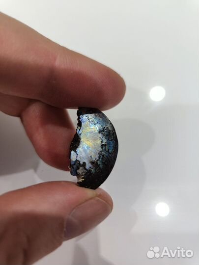 Дуга ракушки аммонита с перламутром