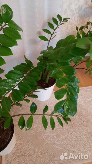 Замиокулькас