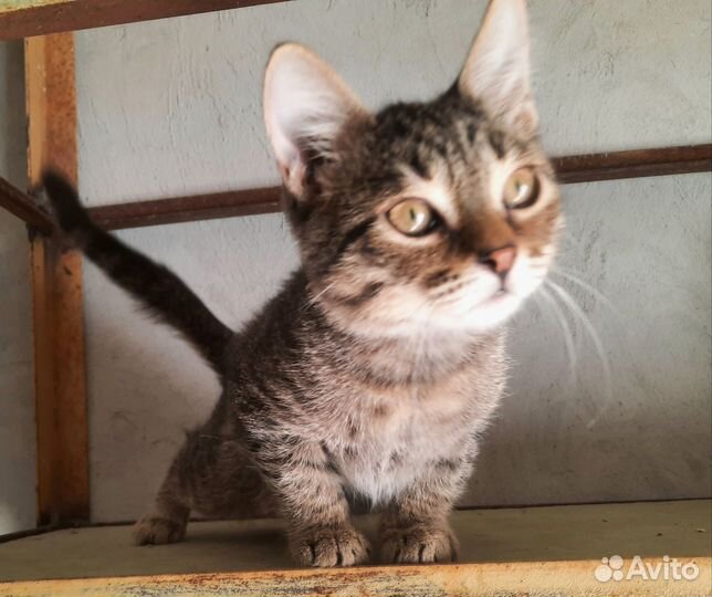 Котенок 3мес