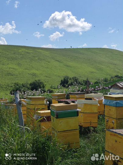 Алтайский мёд