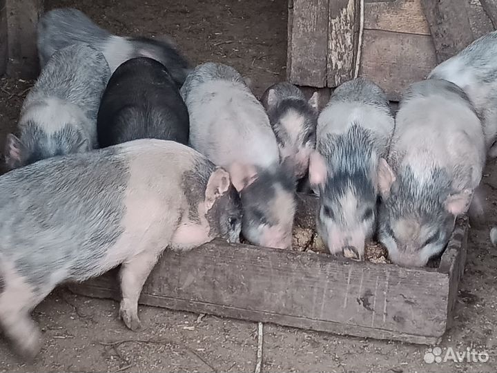 Вьетнамские поросята