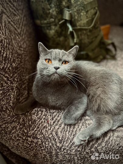 Британская кошка бесплатно