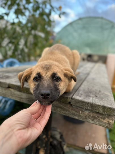 Девочка ищет дом