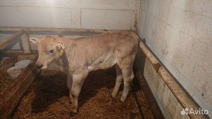 Телята разные