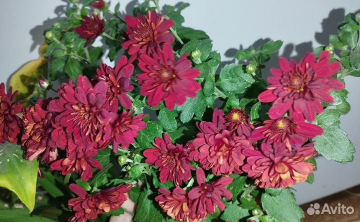 Традесканция