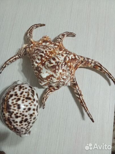 Ракушка гребень Афродиты