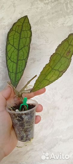 Хойя Клем бровн