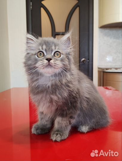 Котенок хайленд страйт