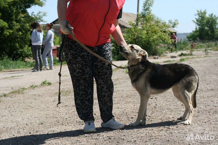 Собака в добрые руки